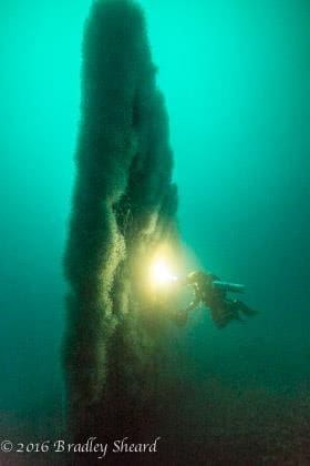 A diver is swimming under the water