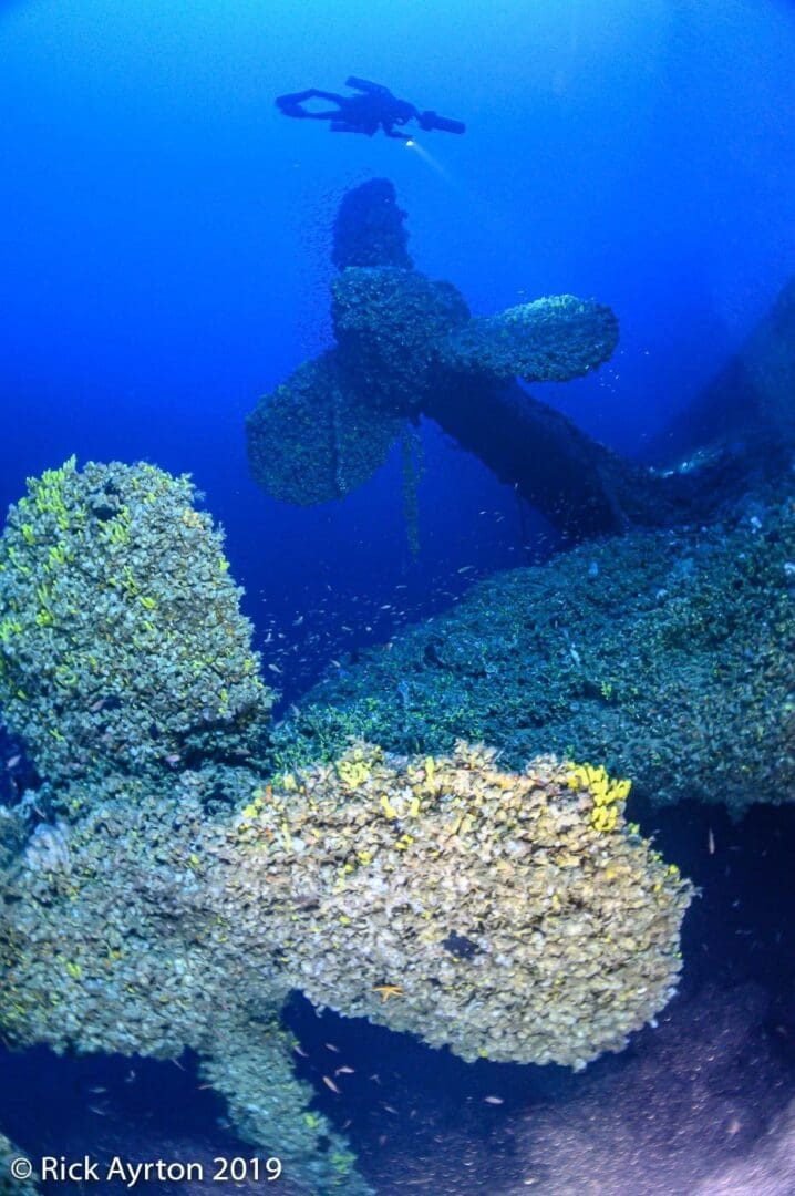 A scuba diver is swimming over some coral.