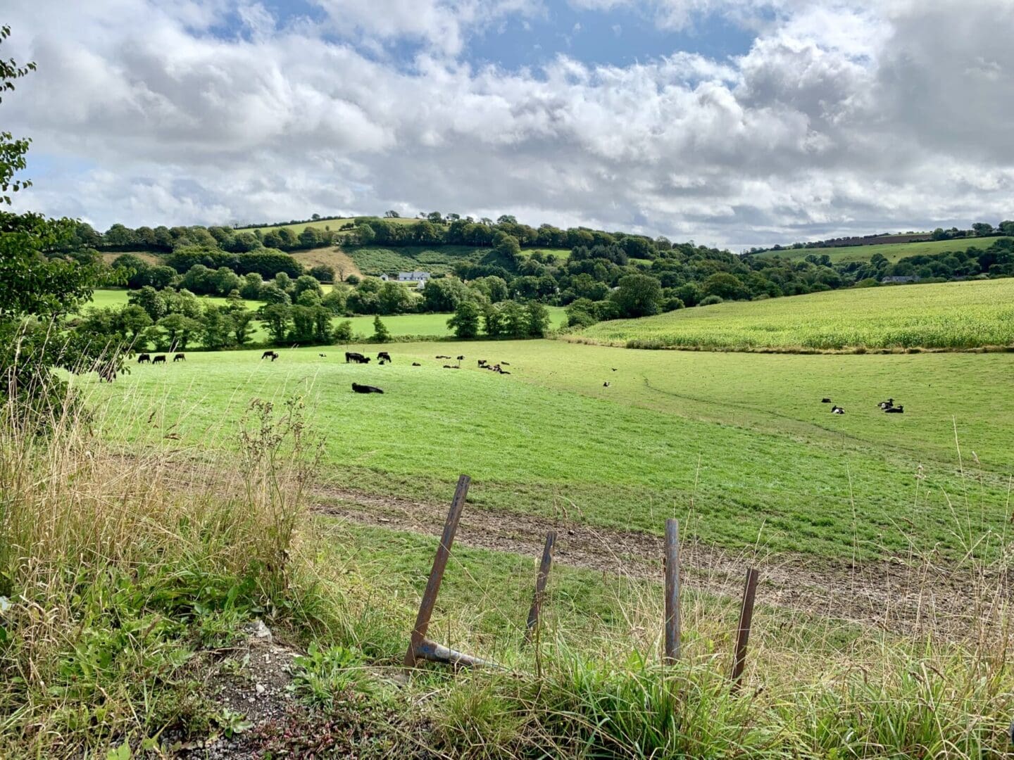 The cattle farm surrounding Matt Jevon’s South West Technical diving. Photo © D/V Jennifer Sellitti 2021.
